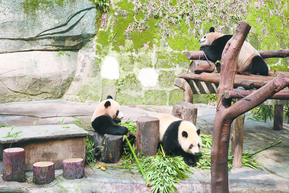 重慶大熊貓走紅網絡 看看國寶十八般武藝1