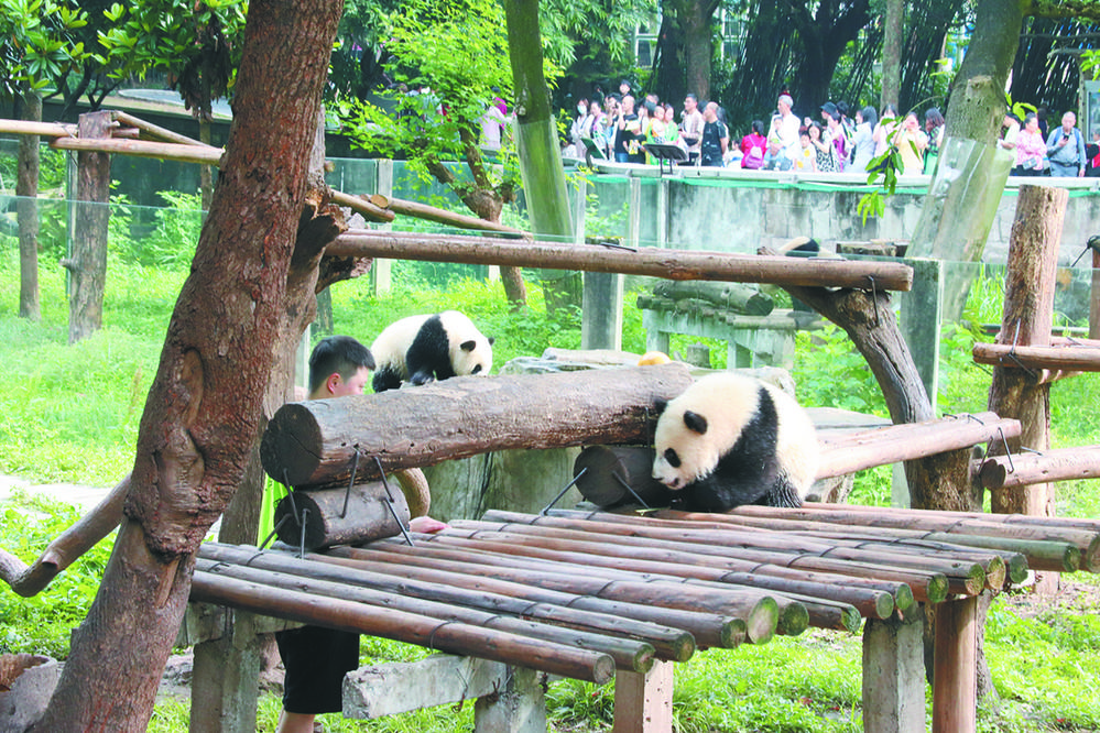 重慶大熊貓走紅網絡 看看國寶十八般武藝2