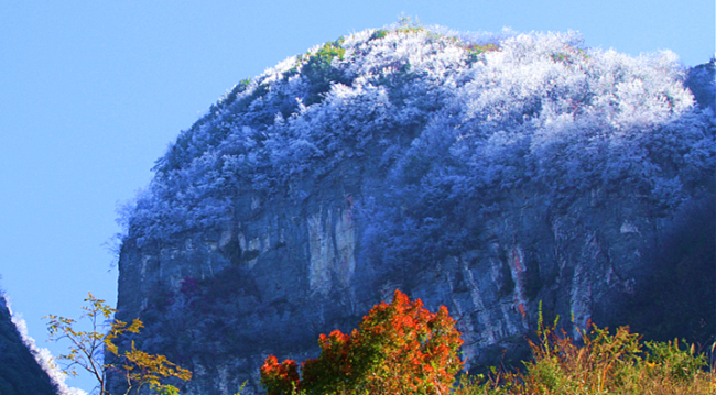 當純白遇上楓紅 巫峽之巔現霧凇奇觀