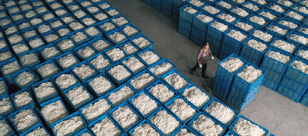 重慶黔江：夏蠶繭豐收入庫忙