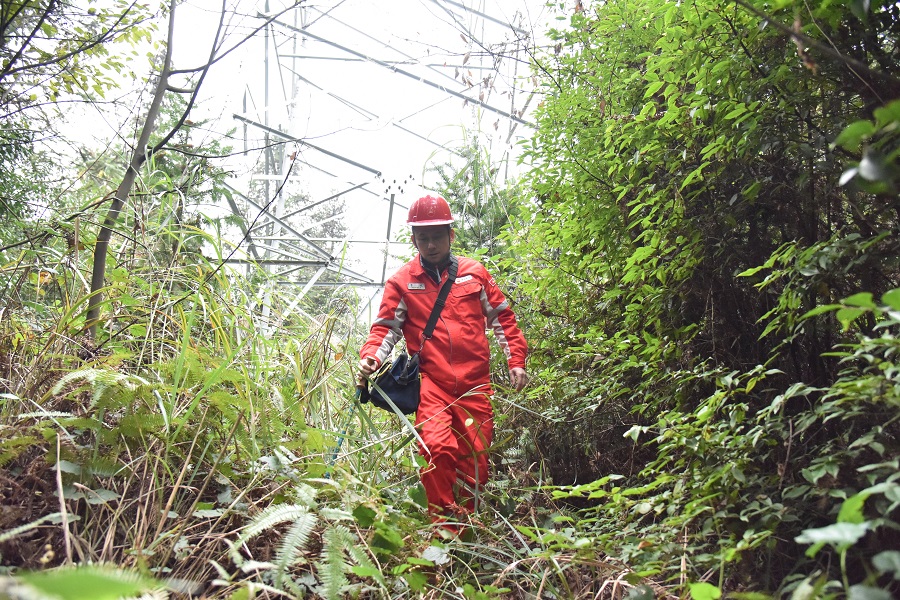 【新春走基層】電力線巡檢員:穿越密林 守護溫暖