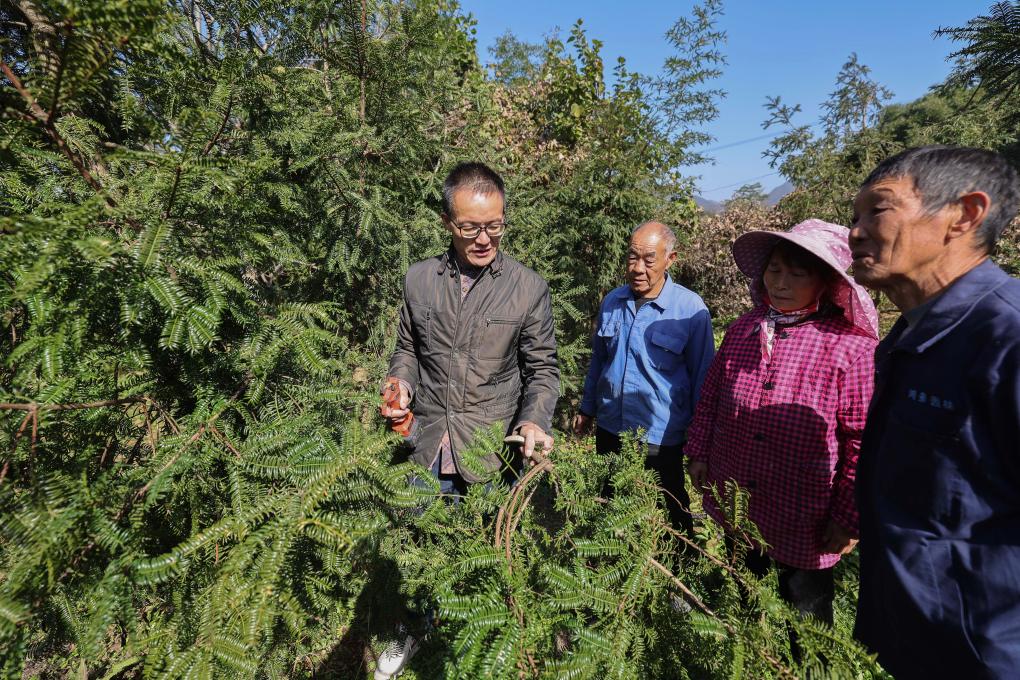 浙江諸暨：黨建引領打造香榧之鄉共富産業鏈