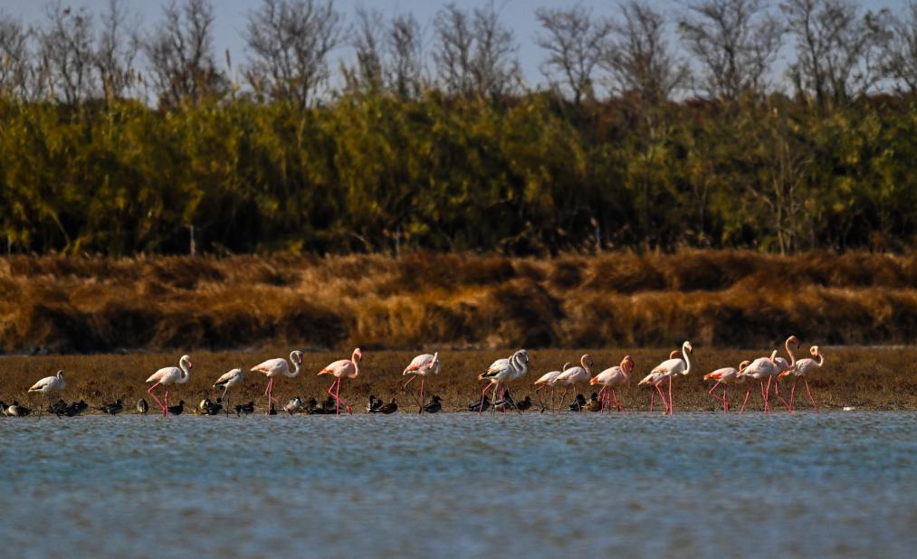 江蘇東&：火烈鳥飛抵條子泥濕地越冬