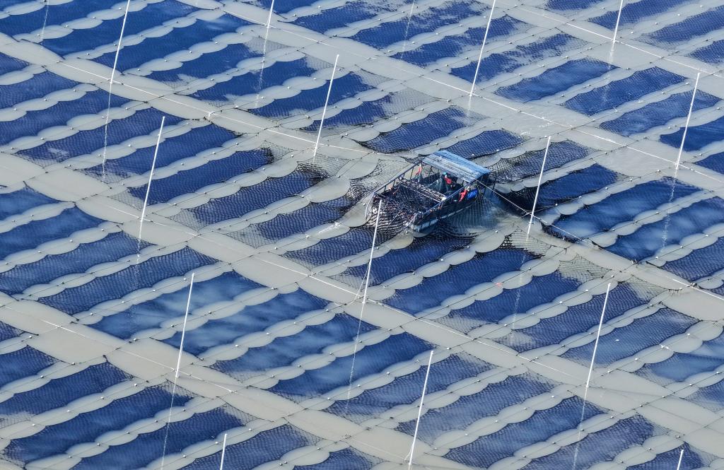 江蘇連雲港：“海上菜園”冬收忙