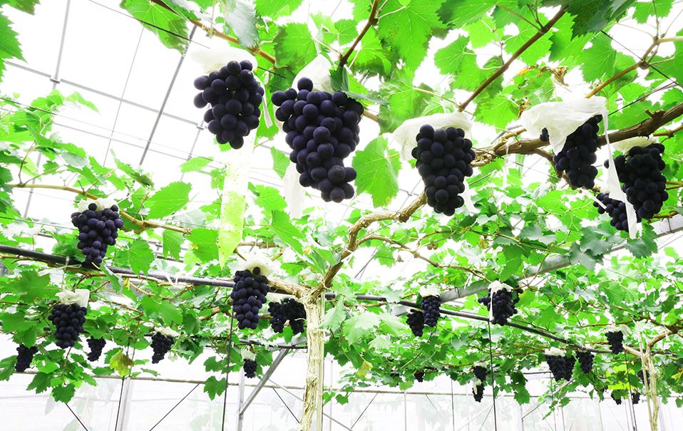 新華網VR走進馬陸葡萄主題公園