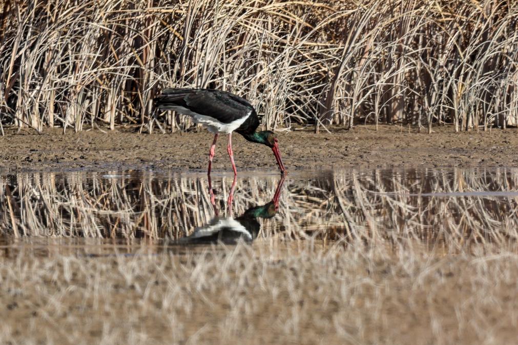 甘肅張掖黑河濕地：候鳥的冬日樂園