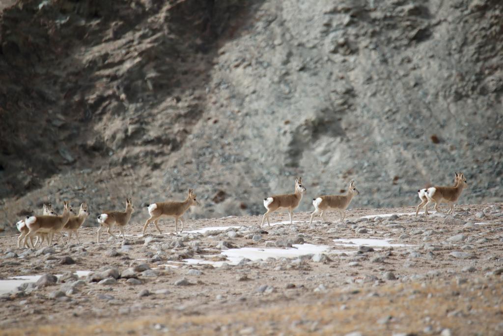 冬日哈爾騰：“高原精靈”的隱秘樂園