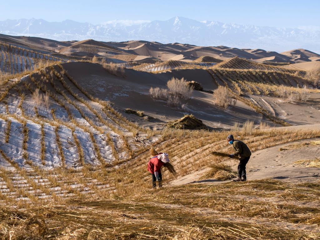 甘肅阿克塞：雪後忙治沙