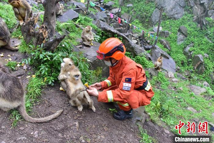 圖為“藍朋友”與金絲猴互動。　王琨 攝