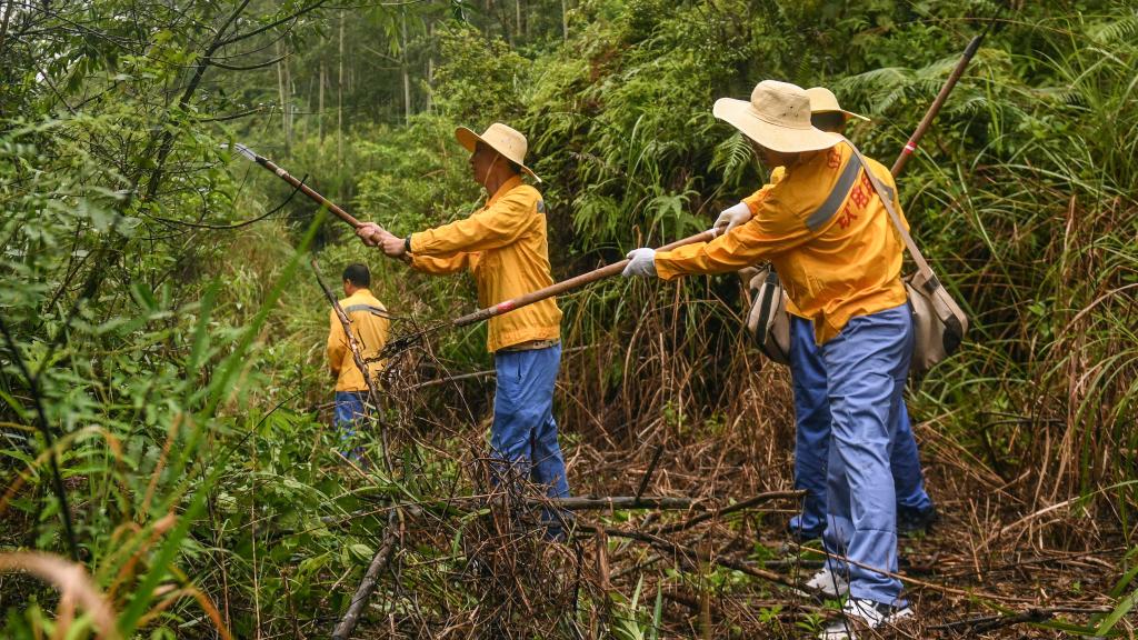 風雨後的“線路清障人”