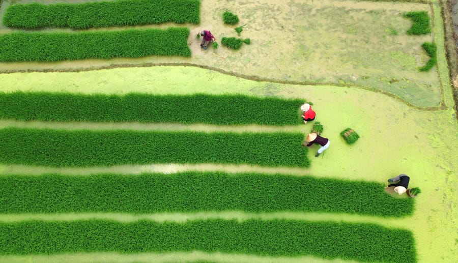 穀雨時節春插忙