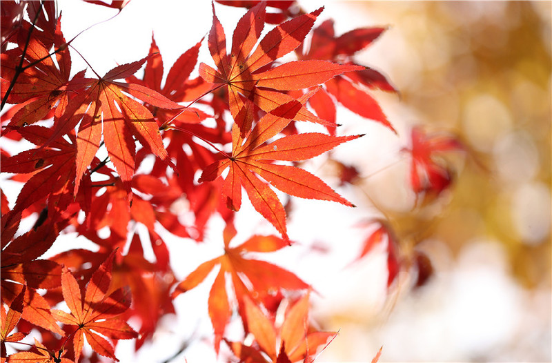 貴州丹寨：冬日楓葉紅似火