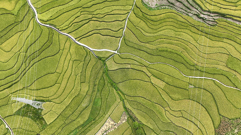 貴州大方：金秋時節稻飄香 千畝水稻豐收在即