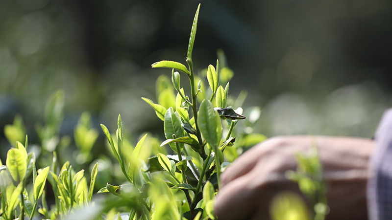 春日晴隆好風光 指尖飛舞採茶忙