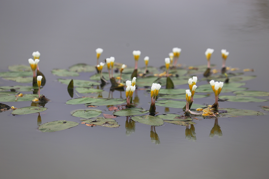 海口：春來花開鳥築巢