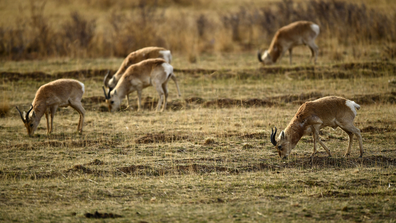 「中國の給水塔」青海省、野生動物の楽園に