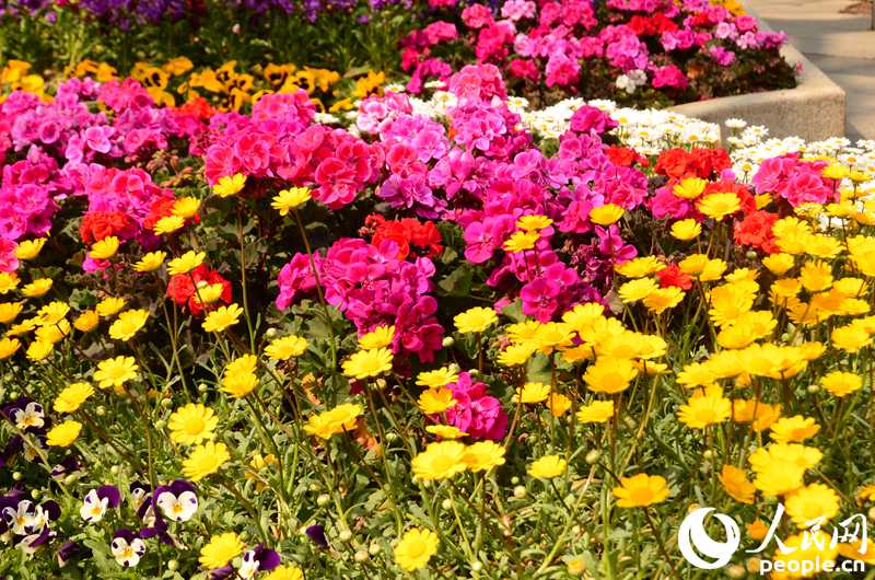 韓國春天的賞花勝地&mdash;&mdash;德壽宮