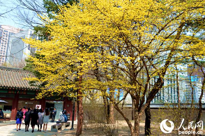 韓國春天的賞花勝地&mdash;&mdash;德壽宮