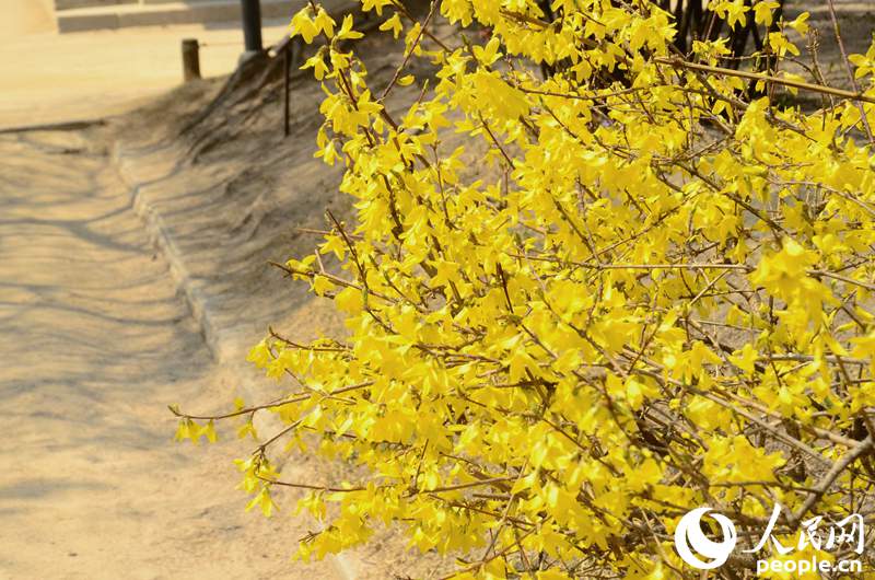 韓國春天的賞花勝地&mdash;&mdash;德壽宮