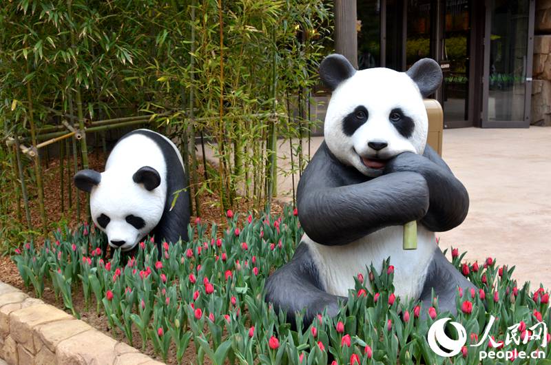 “專訪”中韓友好大使“愛寶”“樂寶”