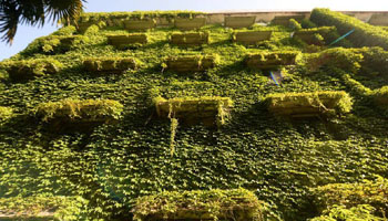 Buildings at factory in E China's Huzhou covered with grape ivy