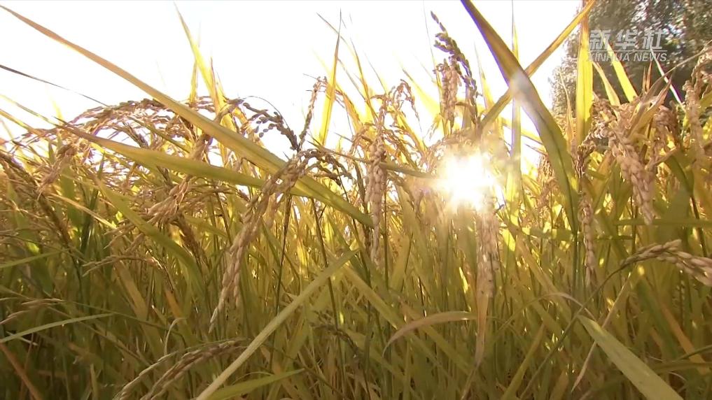 內蒙古烏蘭浩特市秋糧收割進入尾聲