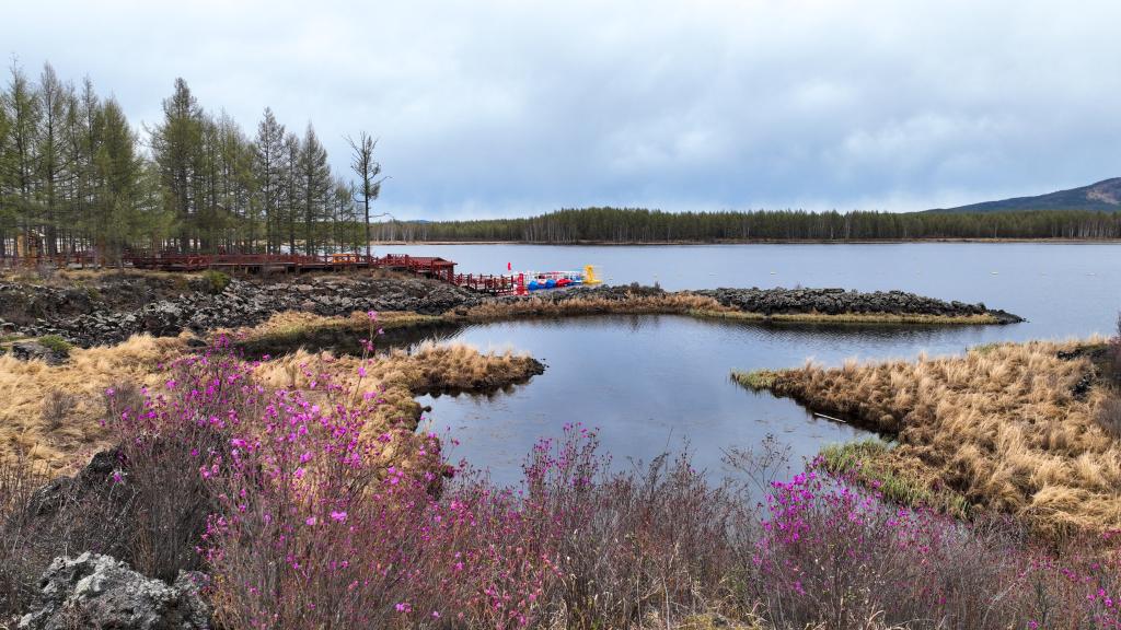 內蒙古阿爾山市：杜鵑湖畔杜鵑開