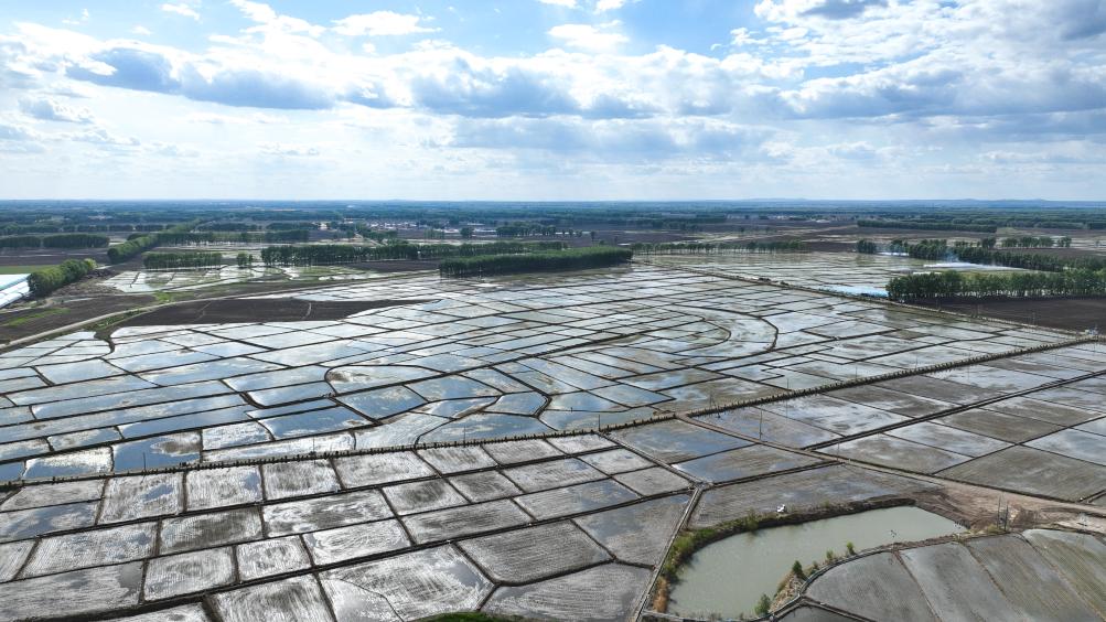 內蒙古扎賚特旗：水稻迎來插秧季