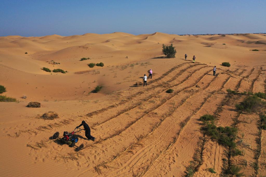 庫布其沙漠治沙進行時