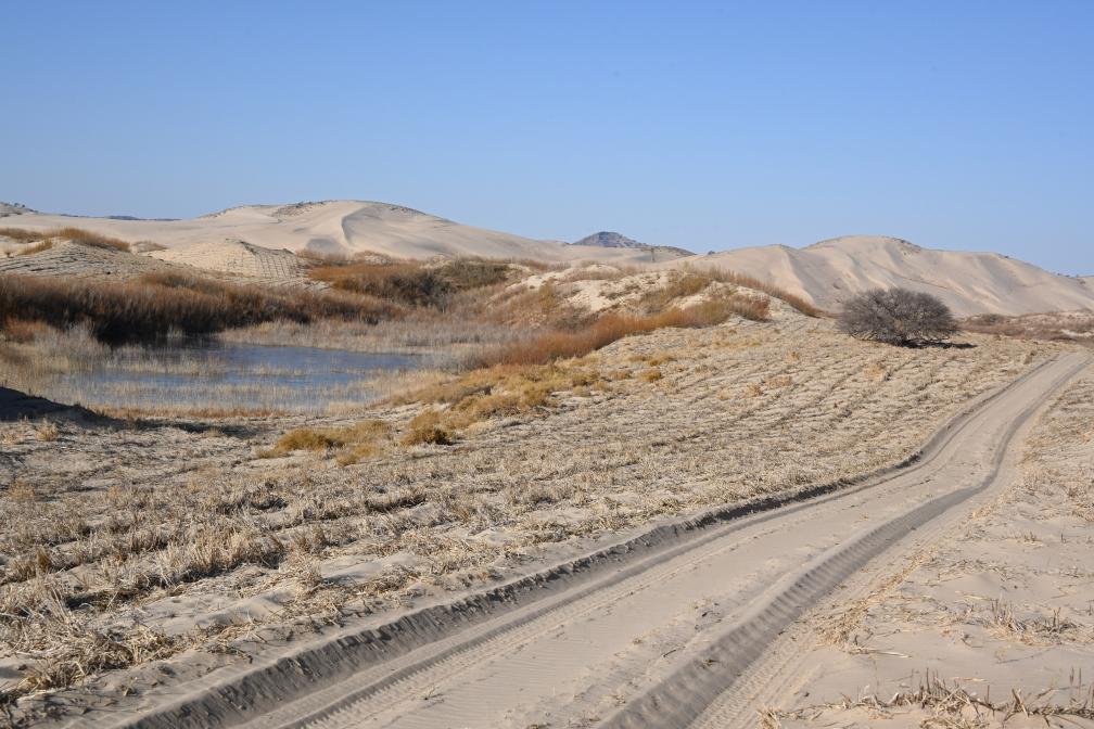 初冬：內蒙古翁牛特旗群眾在科爾沁沙地搶種黃柳