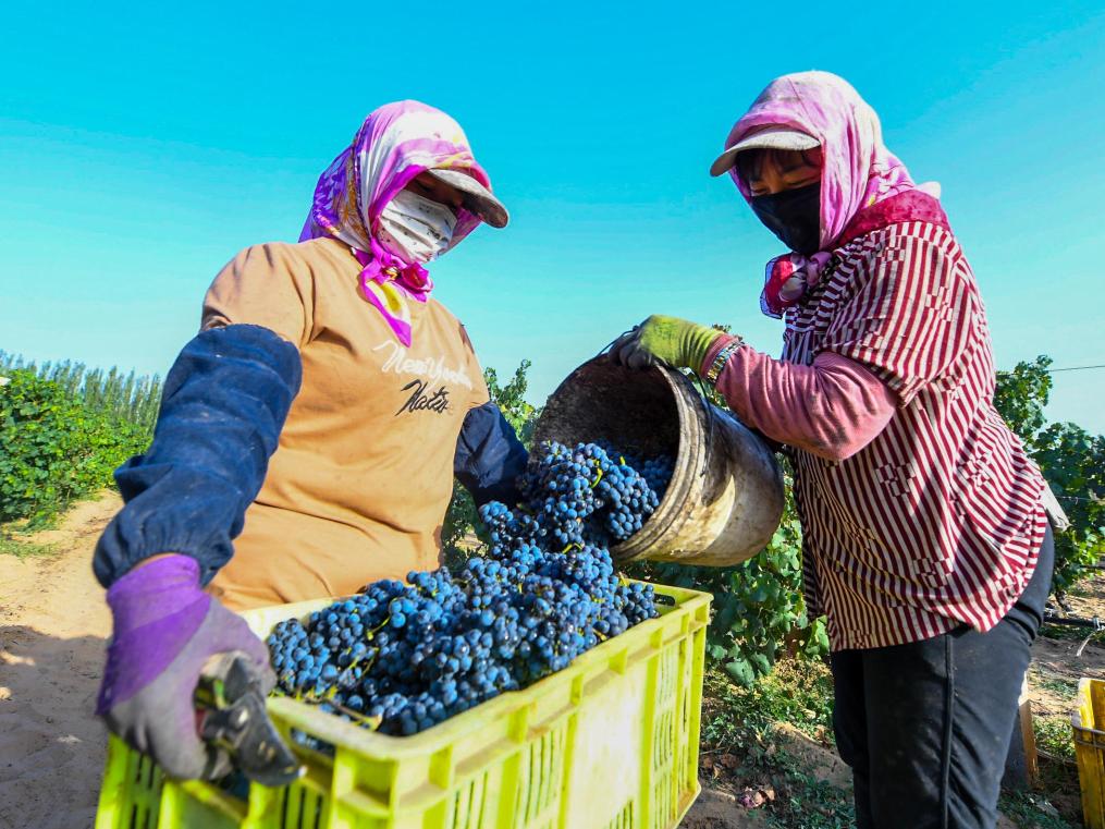 內蒙古“烏海葡萄”品牌價值突破35億元