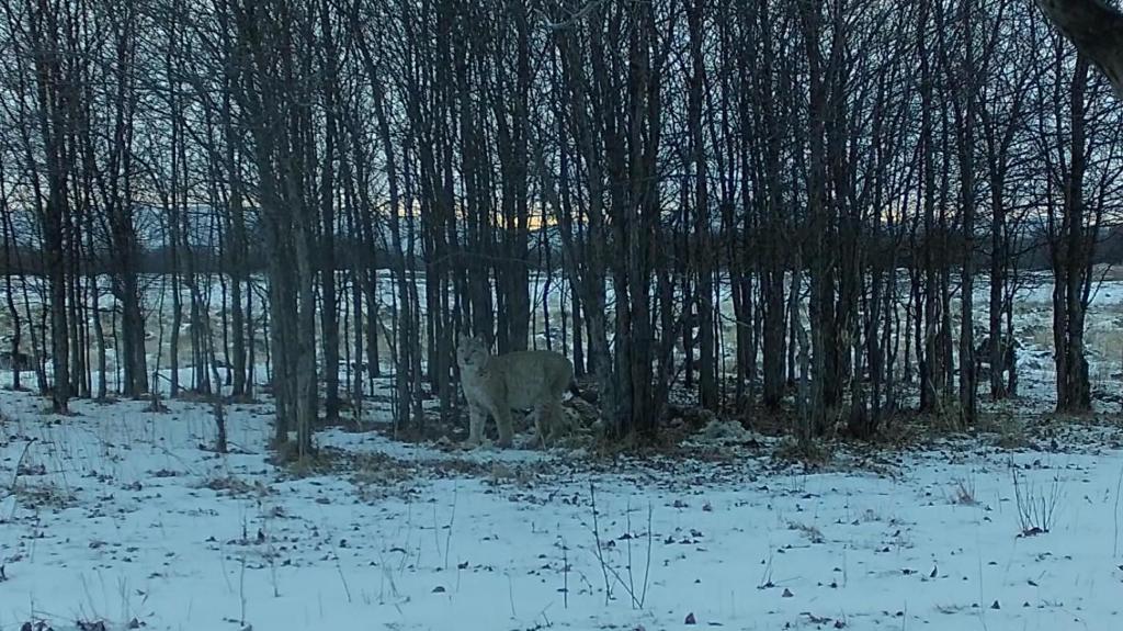 猞猁現身內蒙古免渡河國家濕地公園