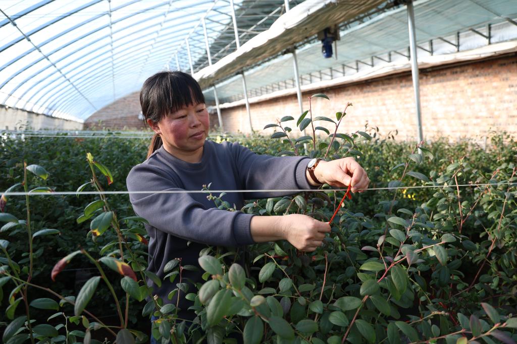藍莓花開正當時 科技賦能甜滿園