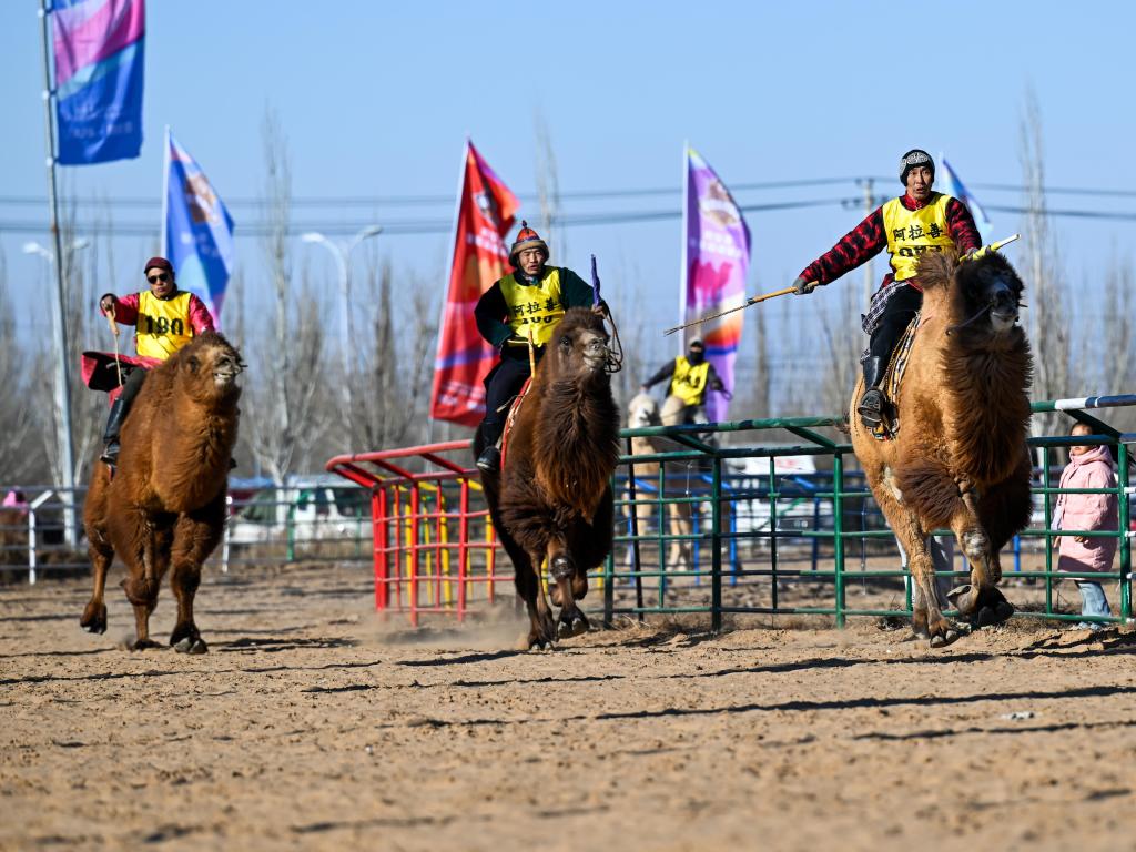 “駝超”來了 內蒙古阿拉善擦亮産業“新名片”