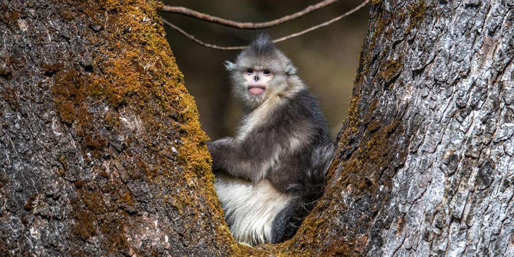 China registra crescimento no número de macacos-dourados
