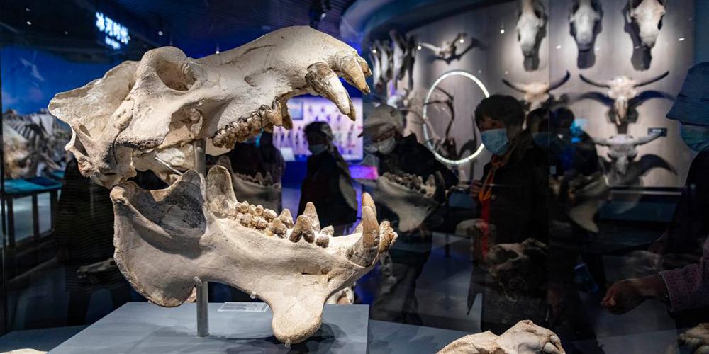 Fotos: Museu do Sítio de Fósseis de Chengjiang em Yunnan