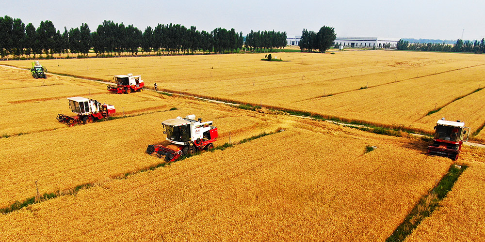 Agricultores chineses celebram safra abundante