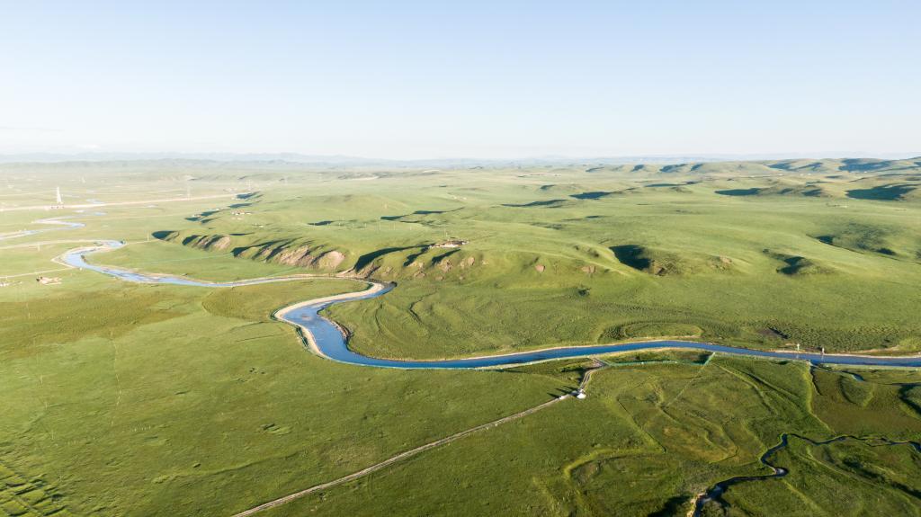 青海澤庫：夏日草原牧牛羊