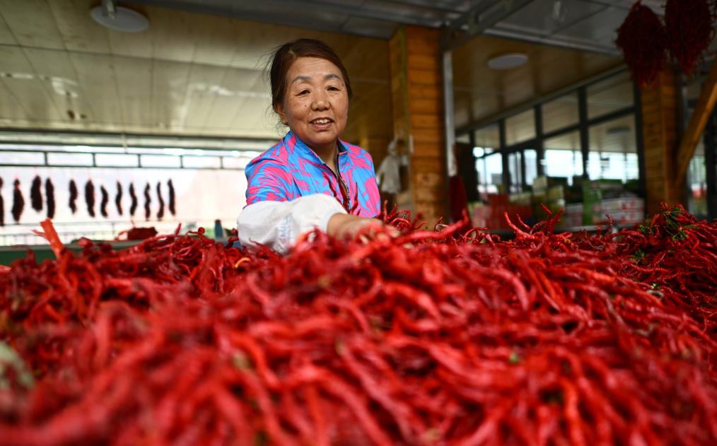 青海循化：線辣椒豐收