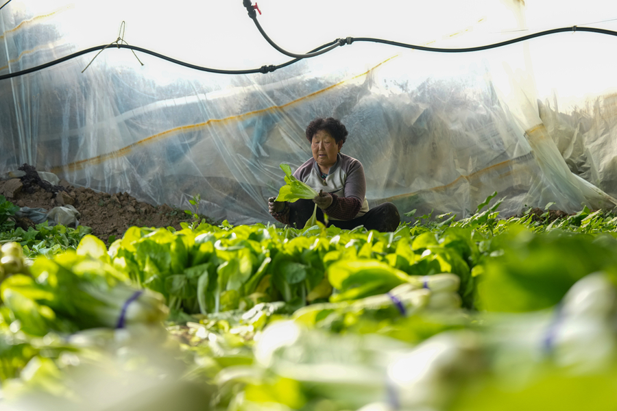 “冷資源”漸成高原“熱産業”