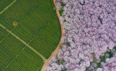 穀雨｜春天，我記得你所有的模樣