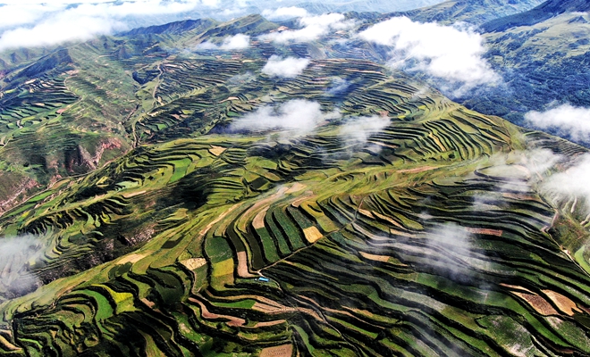 甘肅宕昌：雲蒸霧繞梯田美