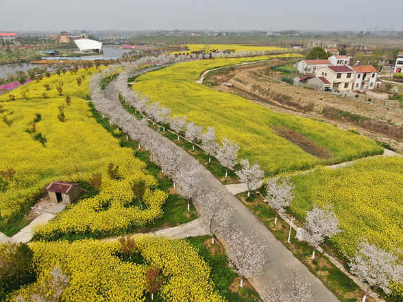 【“飛閱”中國】湖北安陸千畝花海待客來