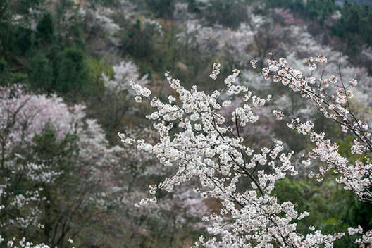 【“飛閱”中國】壯觀！大幕山萬株野櫻花綻放