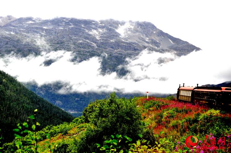 粉色的火焰草在雪山、白雲、綠野的襯托下，竟如此艷麗！  於世文  攝