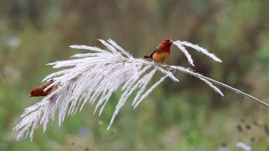 十五五規劃@你丨生態飯碗端得穩！看哈尼族“鳥導”如何年入4萬