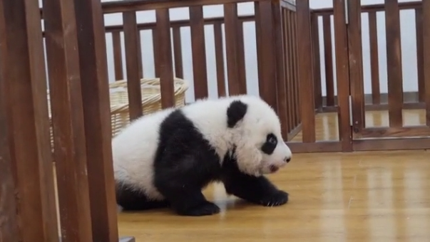 中華保險集團終生認養大熊貓“華寶” 開啟大熊貓公益保護計劃
