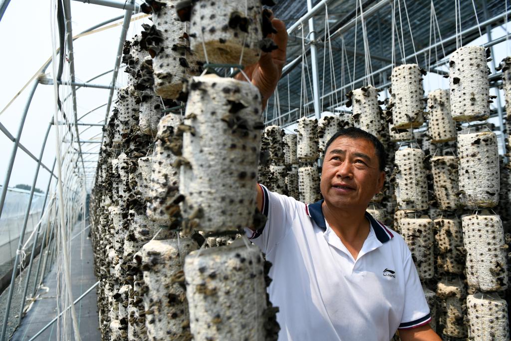 內蒙古扎蘭屯：黑木耳産業助力鄉村振興