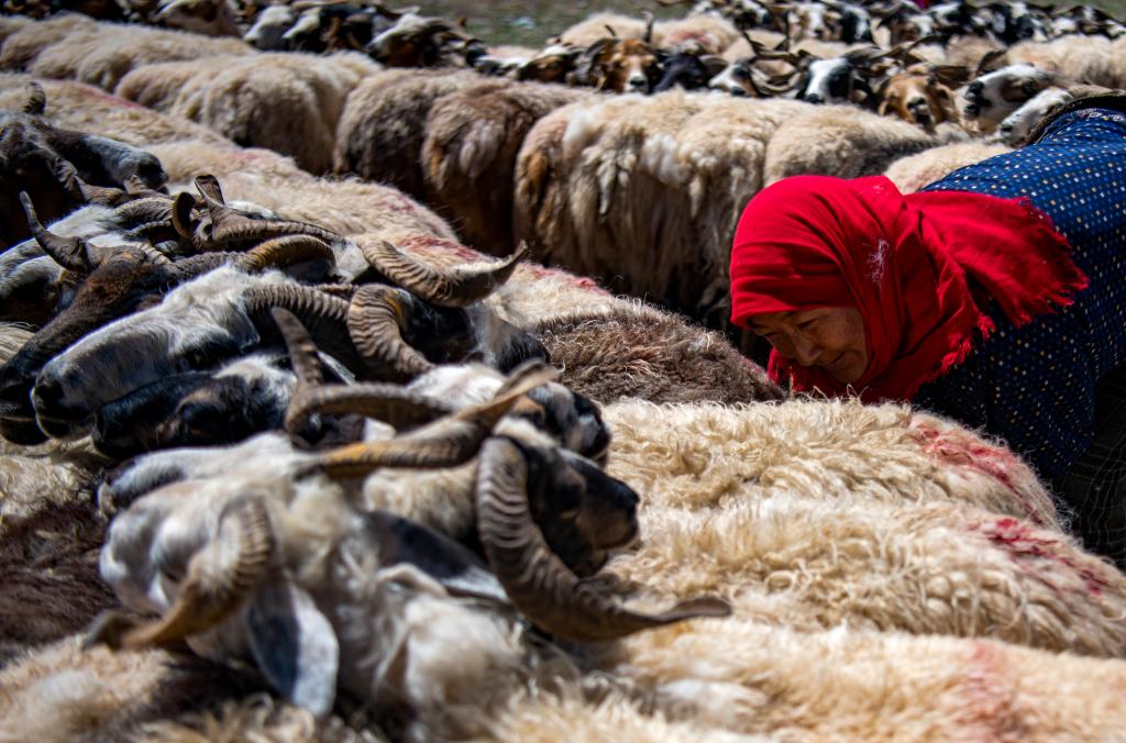 西藏班戈：産業發展 帶動增收