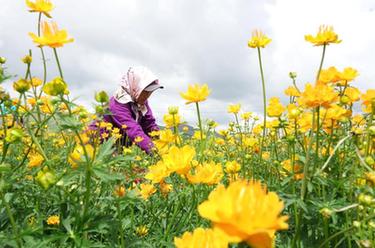 河北沽源：金蓮花採摘忙